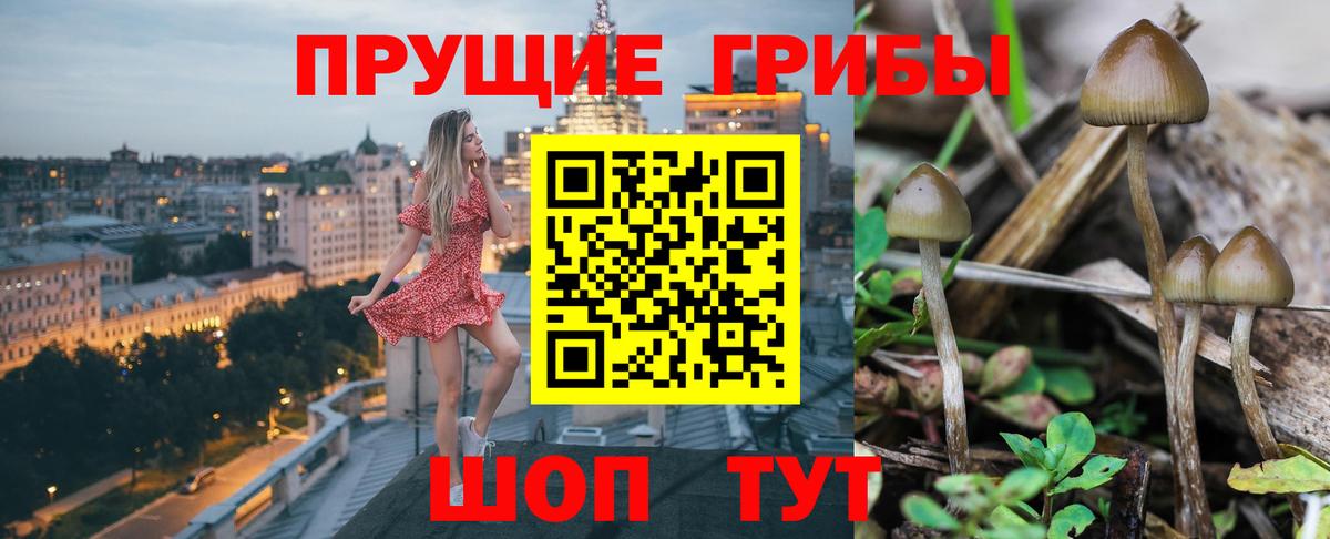 Псилоцибиновые грибы Psilocybe Майкоп
